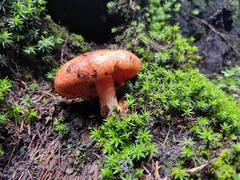 Lactarius salmonicolor