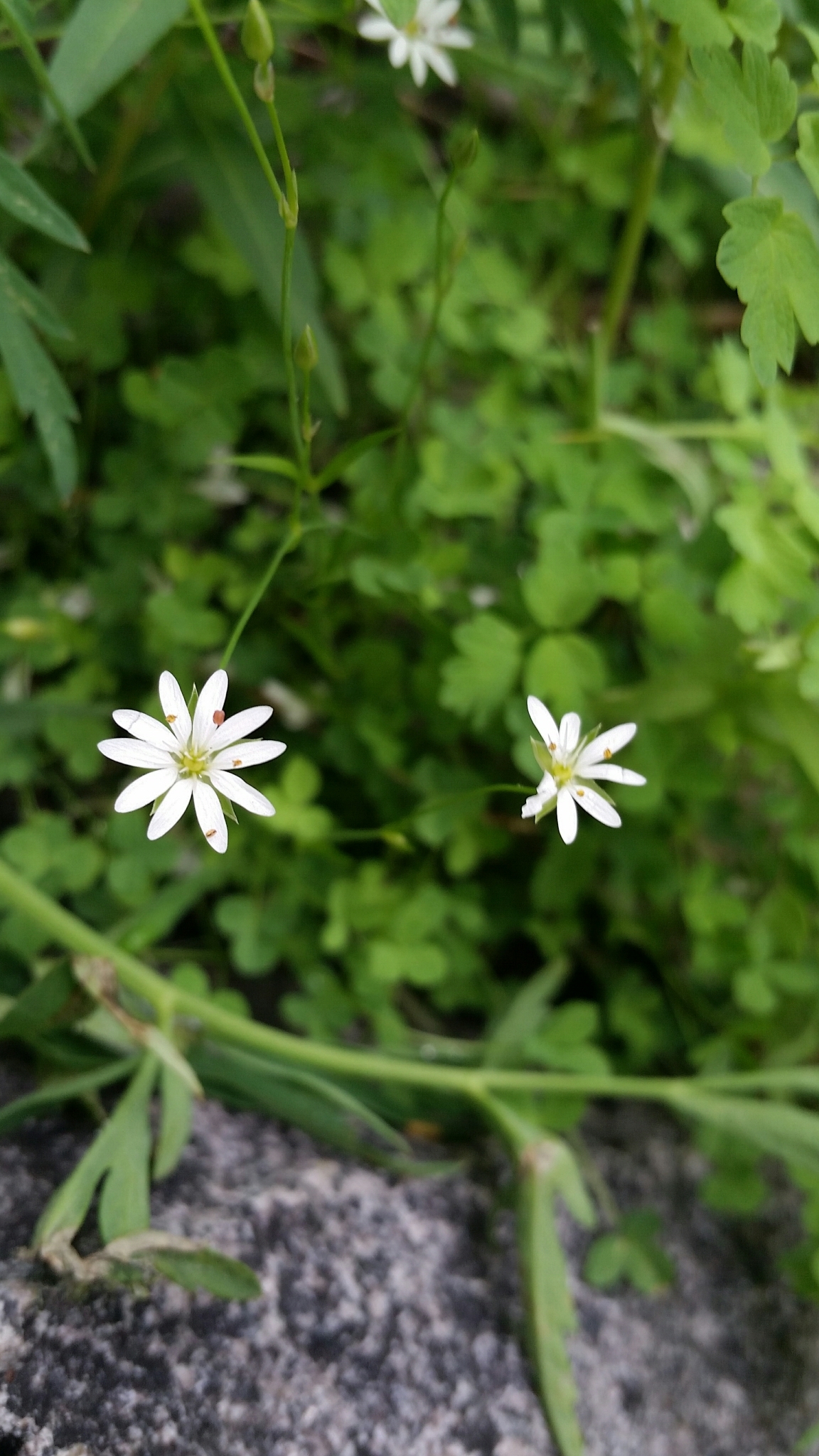 Stellaria longipes ssp. longipes