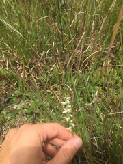 Spiranthes vernalis