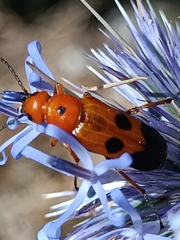 Nemognatha chrysomelina