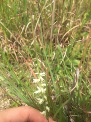 Spiranthes vernalis
