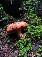 Lactarius salmonicolor