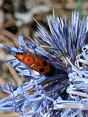 Nemognatha chrysomelina