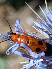 Nemognatha chrysomelina