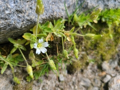Cerastium pedunculatum