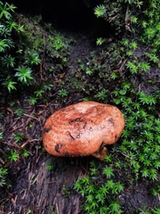 Lactarius salmonicolor