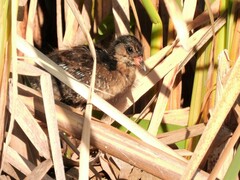 Porzana carolina