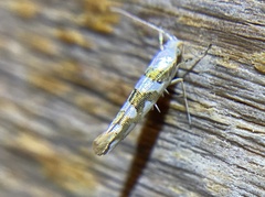 Argyresthia calliphanes
