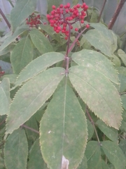 Sambucus sibirica