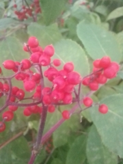 Sambucus sibirica