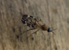 Sylvicola alternatus