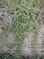 Potentilla reptans