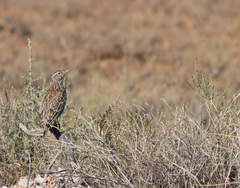 Chersophilus duponti