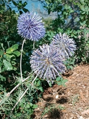 Echinops spinosissimus bithynicus