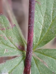 Potentilla reptans
