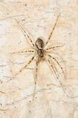 Drapetisca alteranda