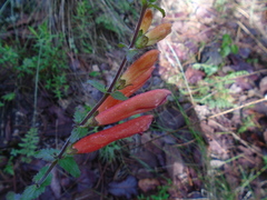 Lamourouxia rhinanthifolia