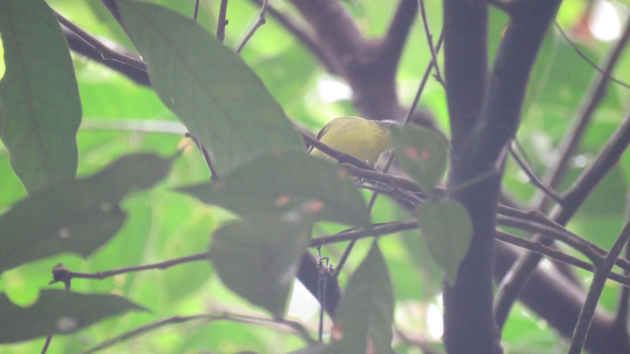 Yellow-bellied Tyrannulet illustration