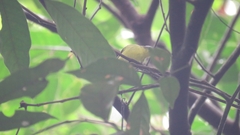 Ornithion semiflavum