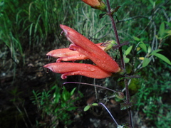 Lamourouxia rhinanthifolia