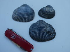 Anadara inaequivalvis