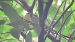 Ornithion semiflavum