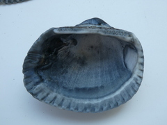 Anadara inaequivalvis