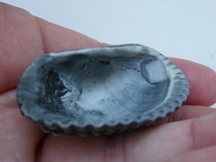 Anadara inaequivalvis