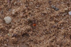 Pseudomethoca donaeanae