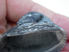 Anadara inaequivalvis