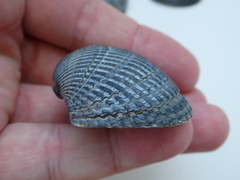 Anadara inaequivalvis