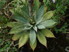 Agave inaequidens