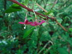Fuchsia thymifolia