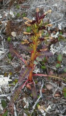 Pedicularis flammea