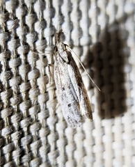 Dichomeris inversella