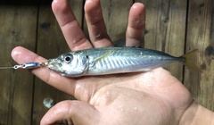 Trachurus symmetricus