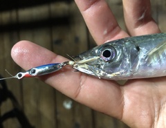 Trachurus symmetricus