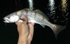 Atractoscion nobilis
