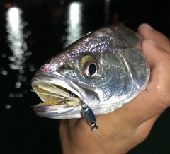 Atractoscion nobilis