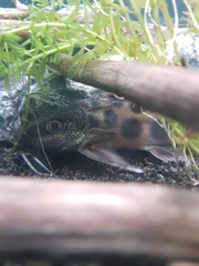 Barredtail Squeaker photo 2