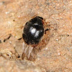 Scymnus fraternus