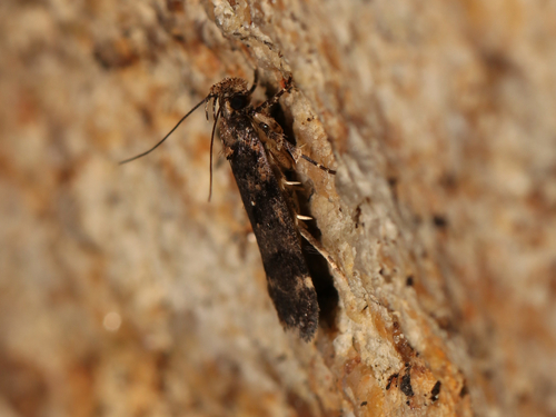 Chionodes trichostola photo 4
