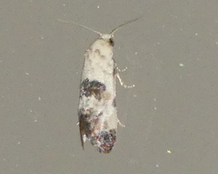 Neocochylis hybridella