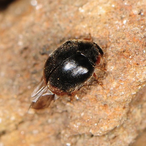 Fraternal Lady Beetle