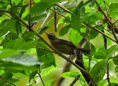 Pheugopedius rutilus