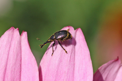 Haplorhynchites aeneus