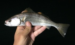 Atractoscion nobilis
