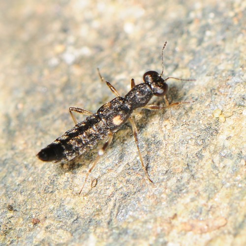 Delicate Water Skater