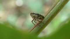 Issus coleoptratus