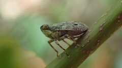 Issus coleoptratus